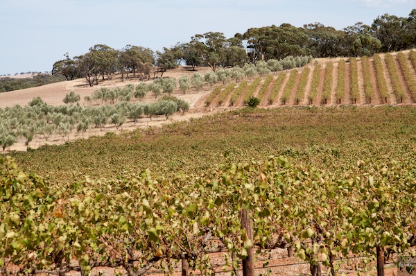 AustraliaEast 10  178-1